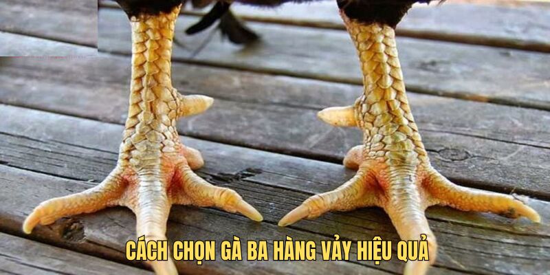 Gà ba hàng vảy: Bí quyết chọn lọc cho hội viên chuyên nghiệp 2 Cách chọn gà có ba vảy chất lượng nhất