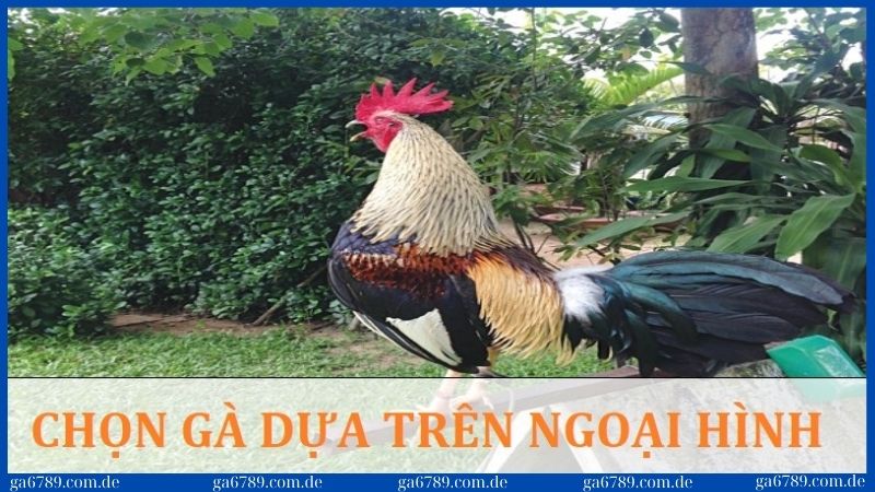 Cách chọn gà tre đá cựa chuẩn để chiến thắng mọi trận đấu 1 Điều quan trọng đầu tiên trong cách chọn gà tre đá cựa là dựa trên ngoại hình